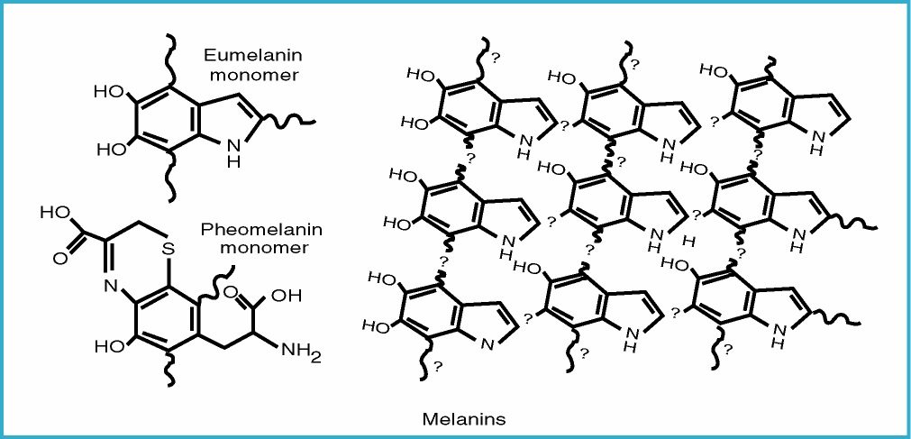 melanin-atom